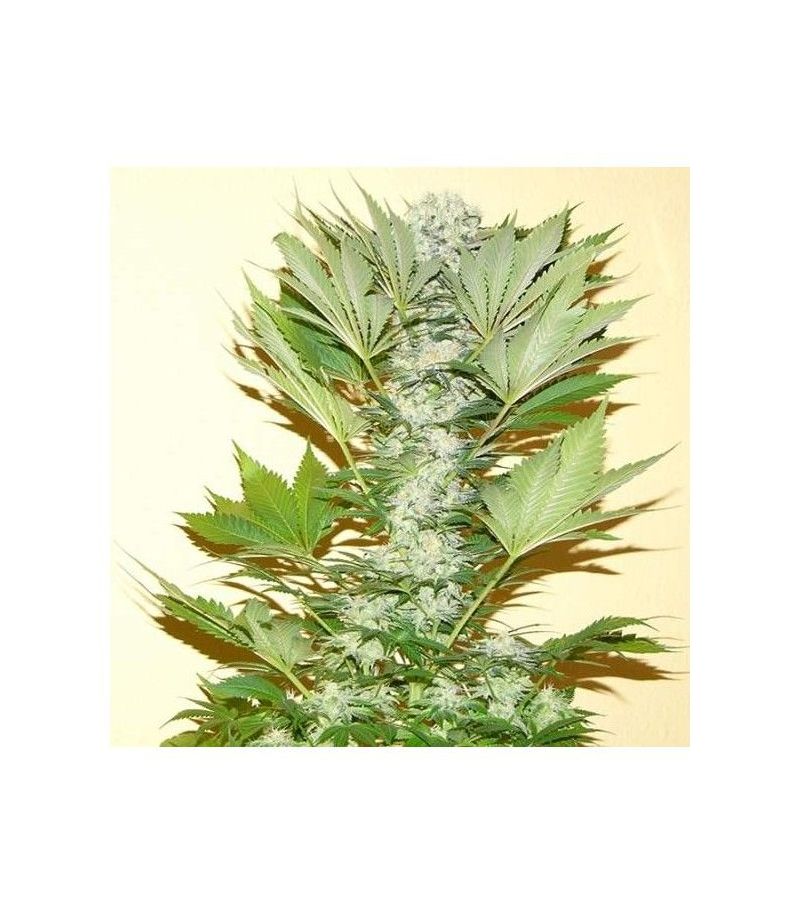 Misty Kush, Фасовка: 5, изображение 2