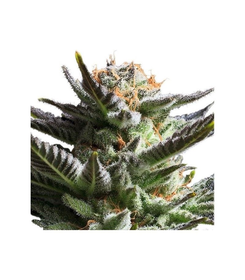 Fruit Spirit, Фасовка: 1