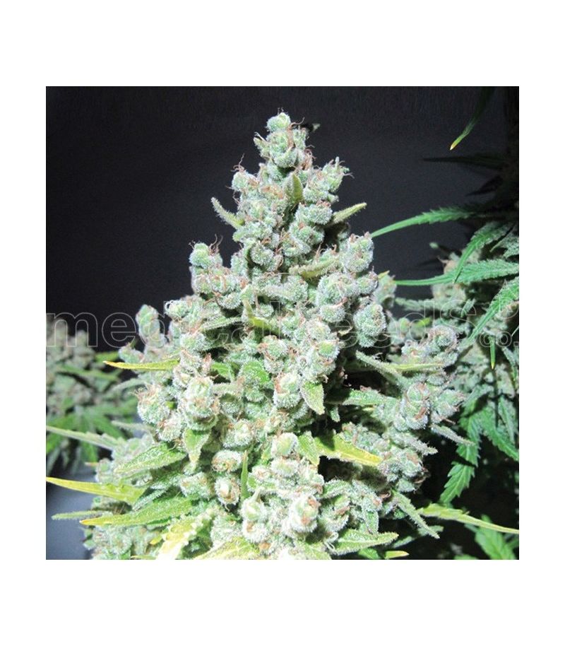 Malakoff, Фасовка: 3