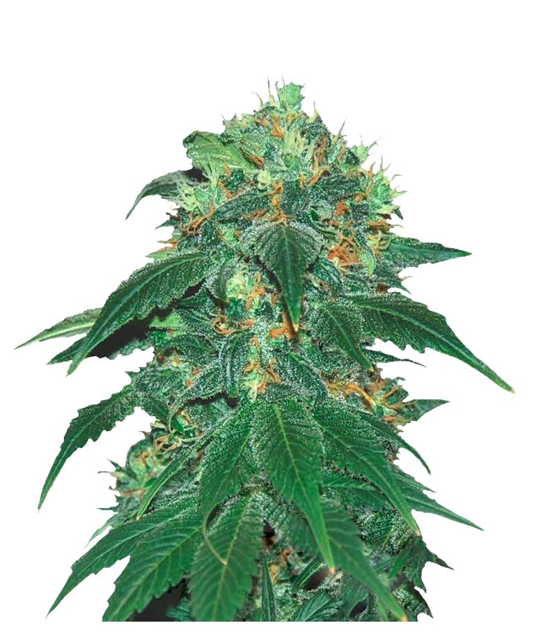 Punky Lion, Фасовка: 3