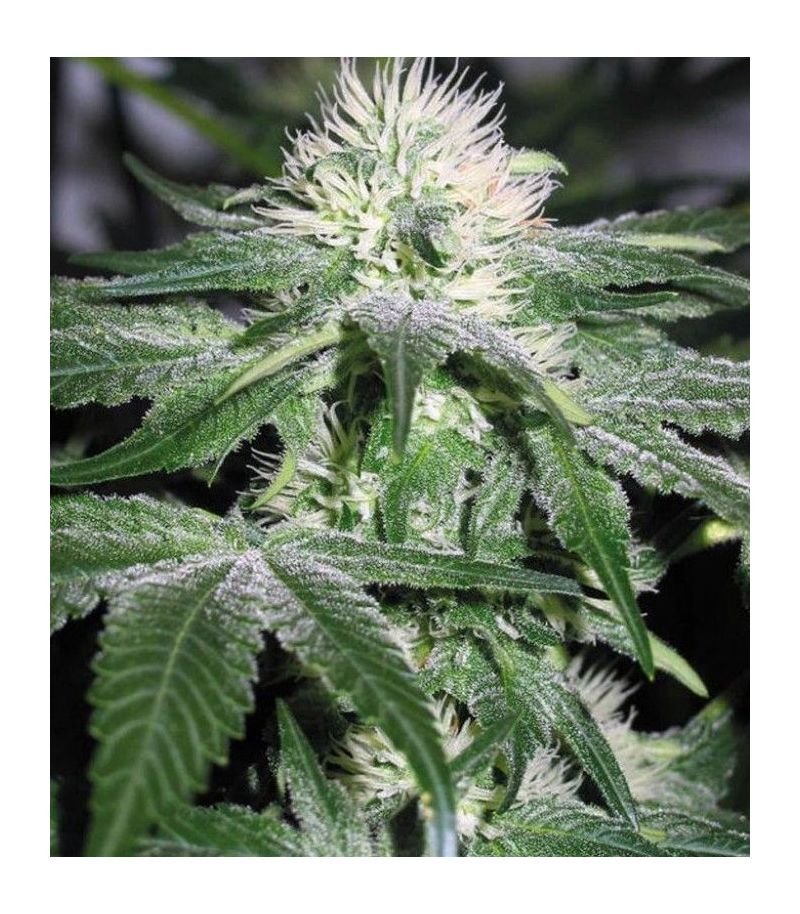 ICE, Фасовка: 1