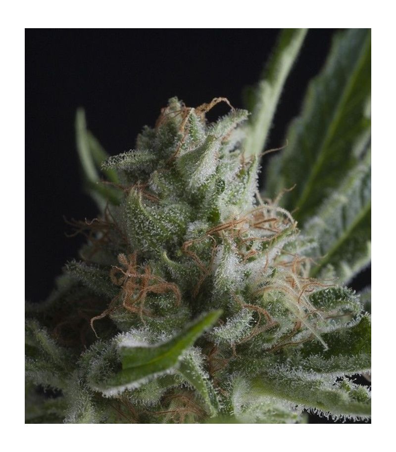 Shark CBD, Фасовка: 3+1