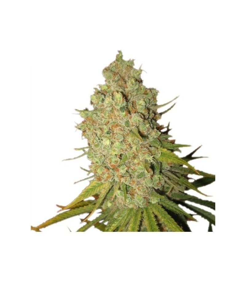 Special Kush 1, Фасовка: 1