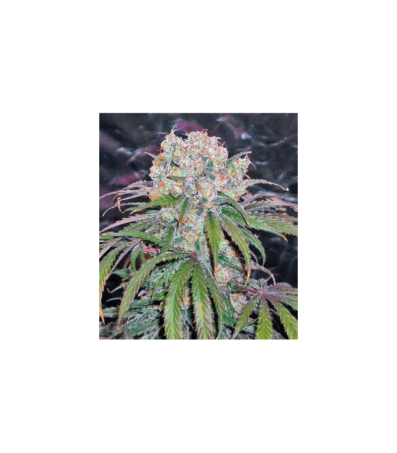 Kaya Gold, Фасовка: 3, изображение 3