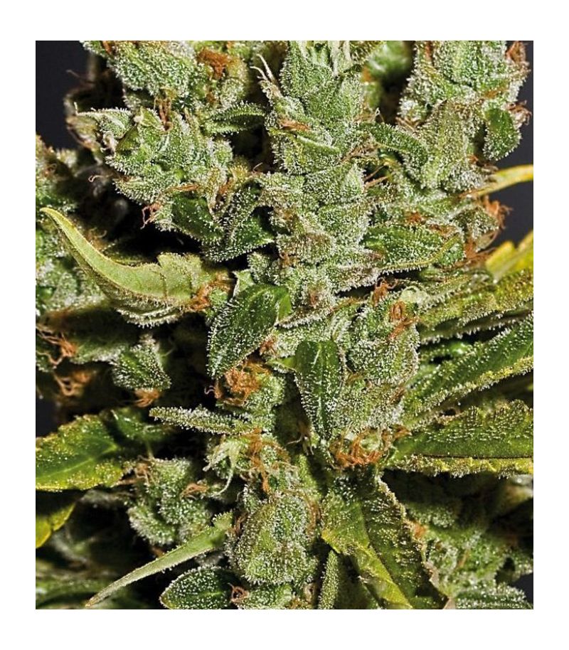 Royal Cheese, Фасовка: 1