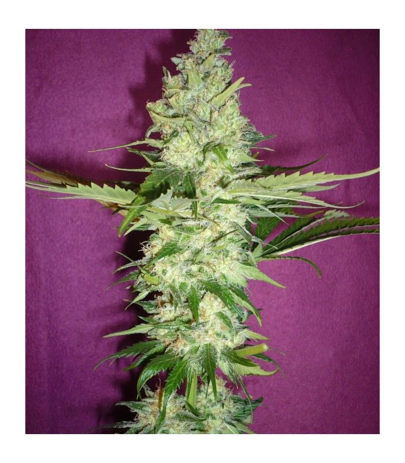 Wonder Woman Reg, Фасовка: 3, изображение 2