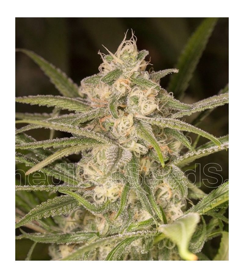 No Name Auto, Фасовка: 5