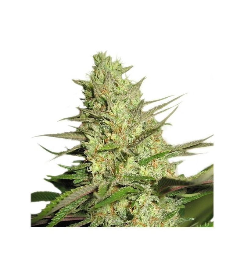 Special Queen 1, Фасовка: 1