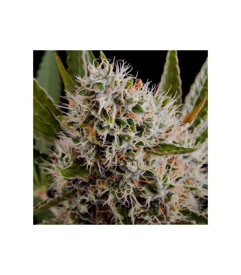 Lithium OG Kush, Фасовка: 3, изображение 2