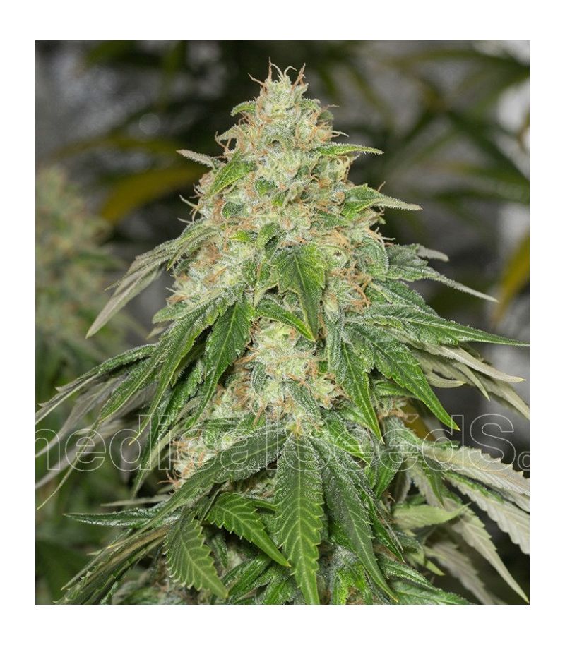 Some Sweet, Фасовка: 3