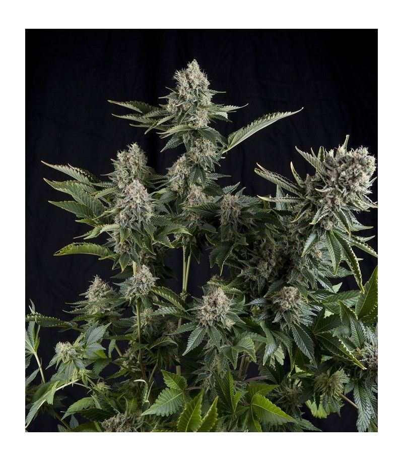 White Widow CBD, Фасовка: 3+1