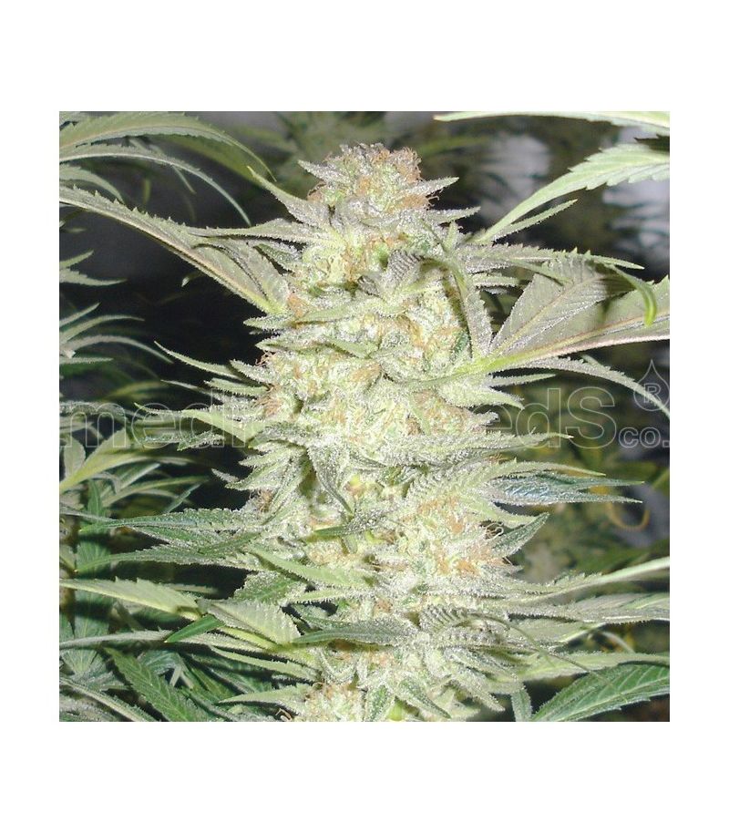 White Widow, Фасовка: 10