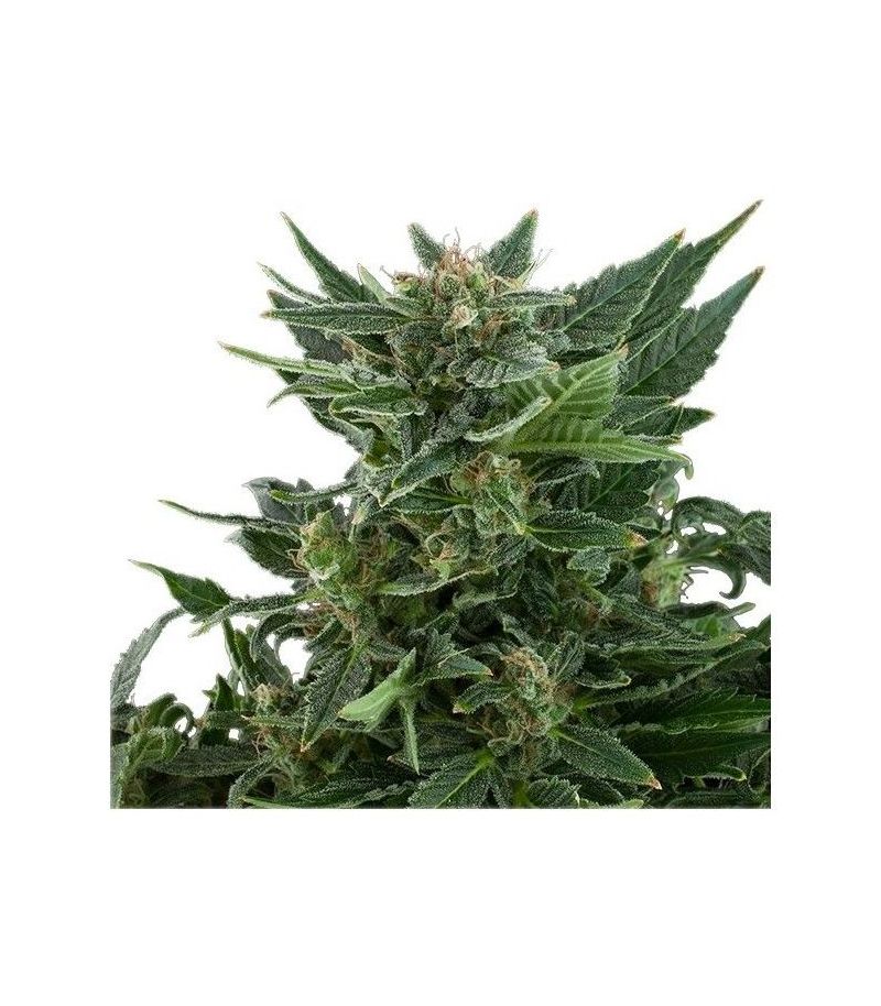 Royal Kush Auto, Фасовка: 5