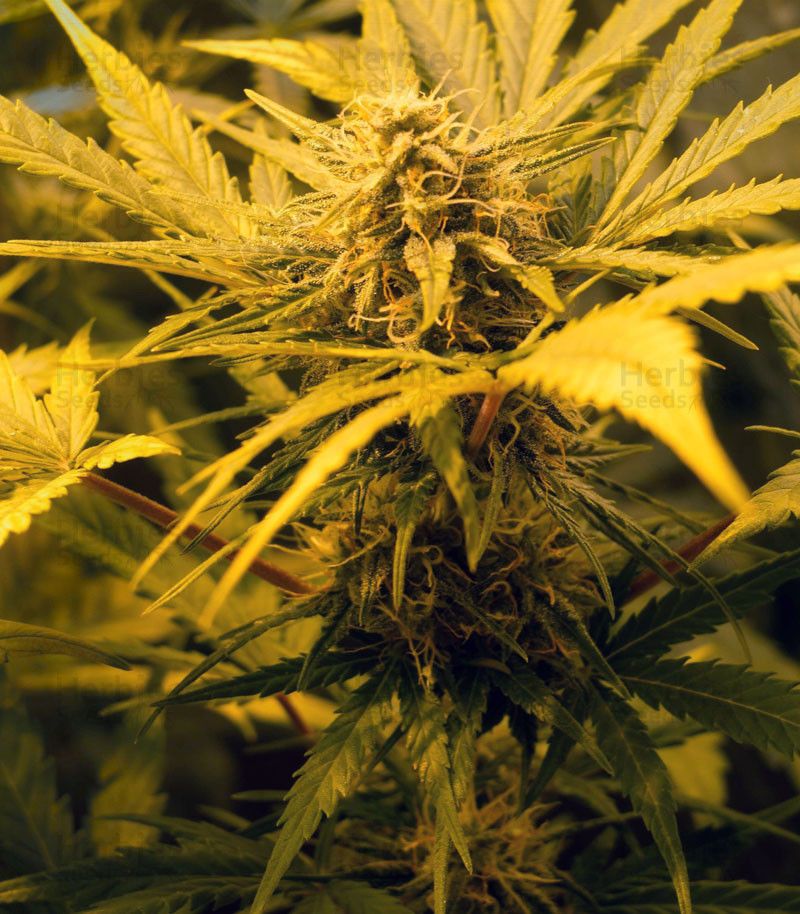 Skunk #1 Auto, Фасовка: 5