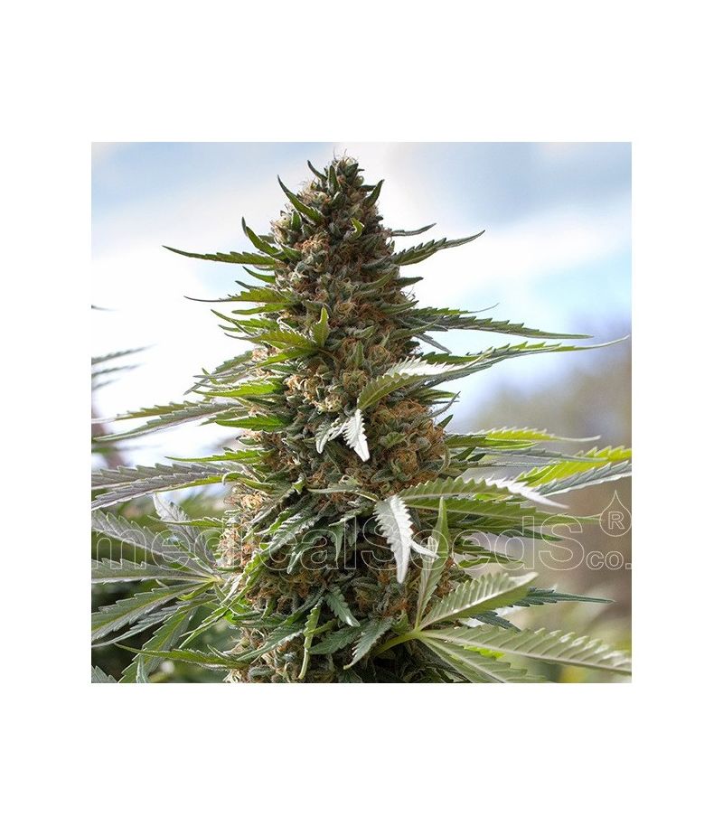 Over Dawg, Фасовка: 10