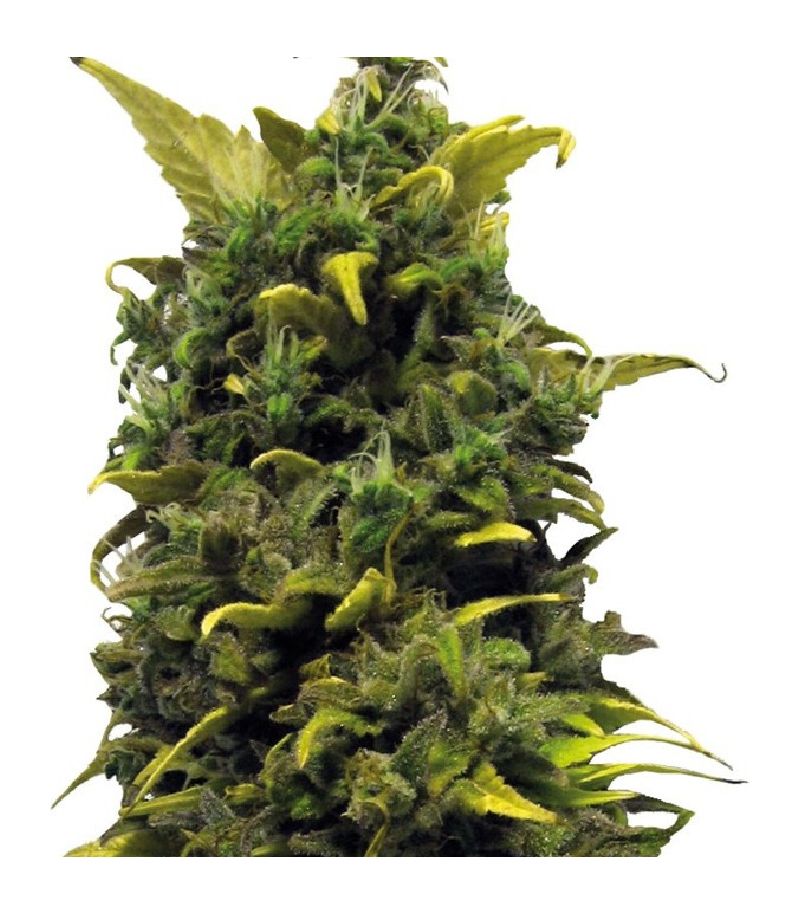 Blue Cheese, Фасовка: 3