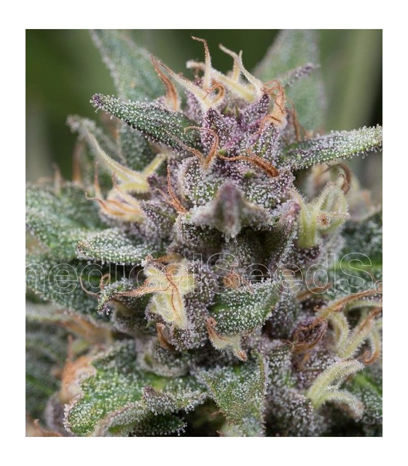 Blue Hell Auto, Фасовка: 5