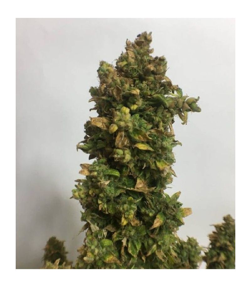 Fast Eddy Auto CBD, Фасовка: 5