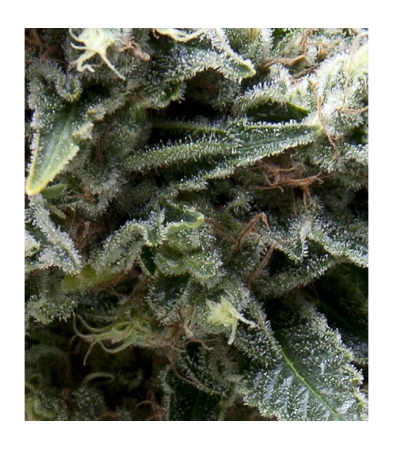 New York City Auto CBD, Фасовка: 3+1