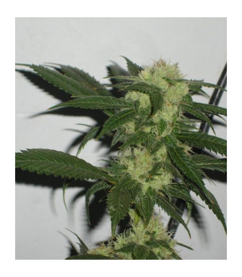 Canadian Kush 2.0, Фасовка: 3