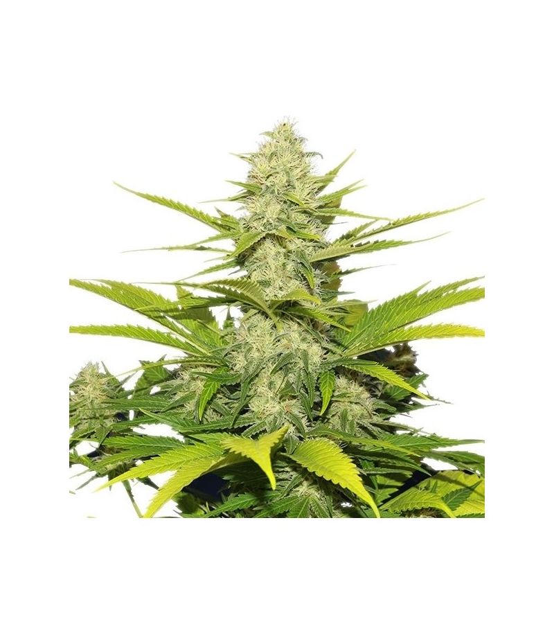 Skunk XL, Фасовка: 3