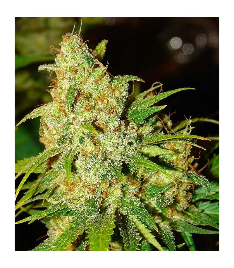 Bubblelicious, Фасовка: 3, изображение 2