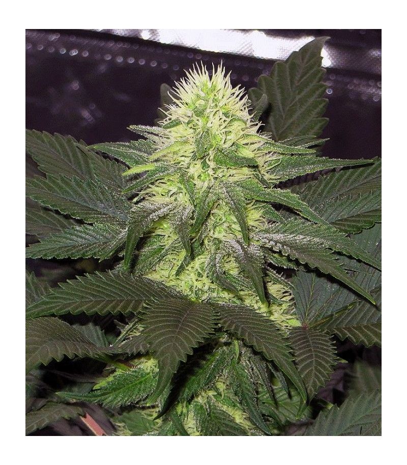 Blackberry, Фасовка: 3, изображение 2