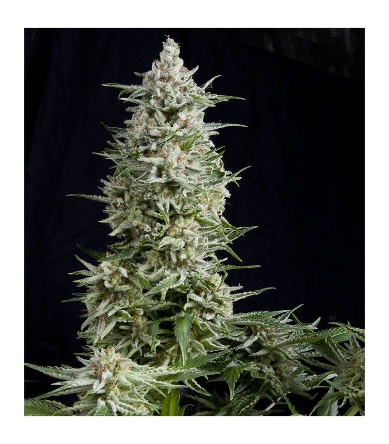 Amnesia Gold, Фасовка: 5+2