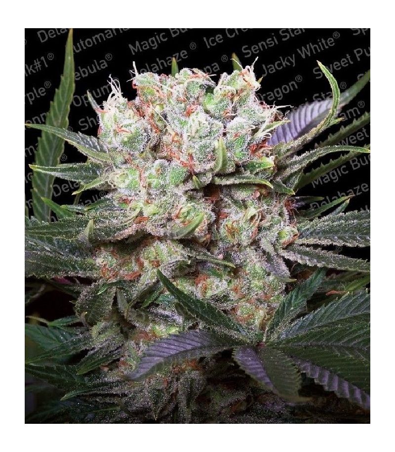 Californian Gold, Фасовка: 3