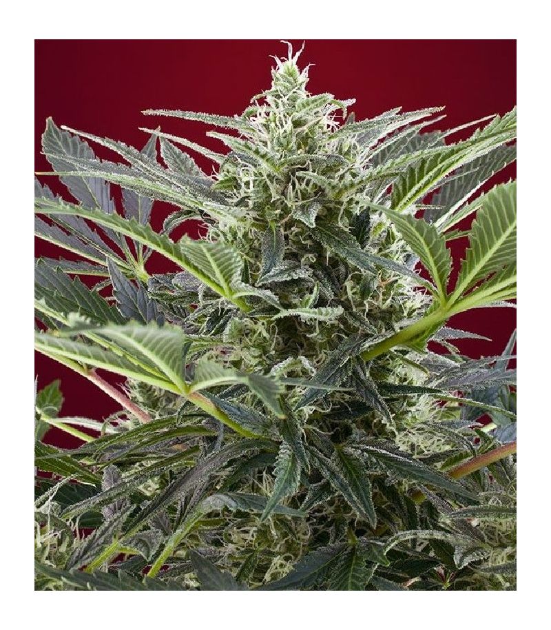 Cream 47, Фасовка: 3+1, изображение 2