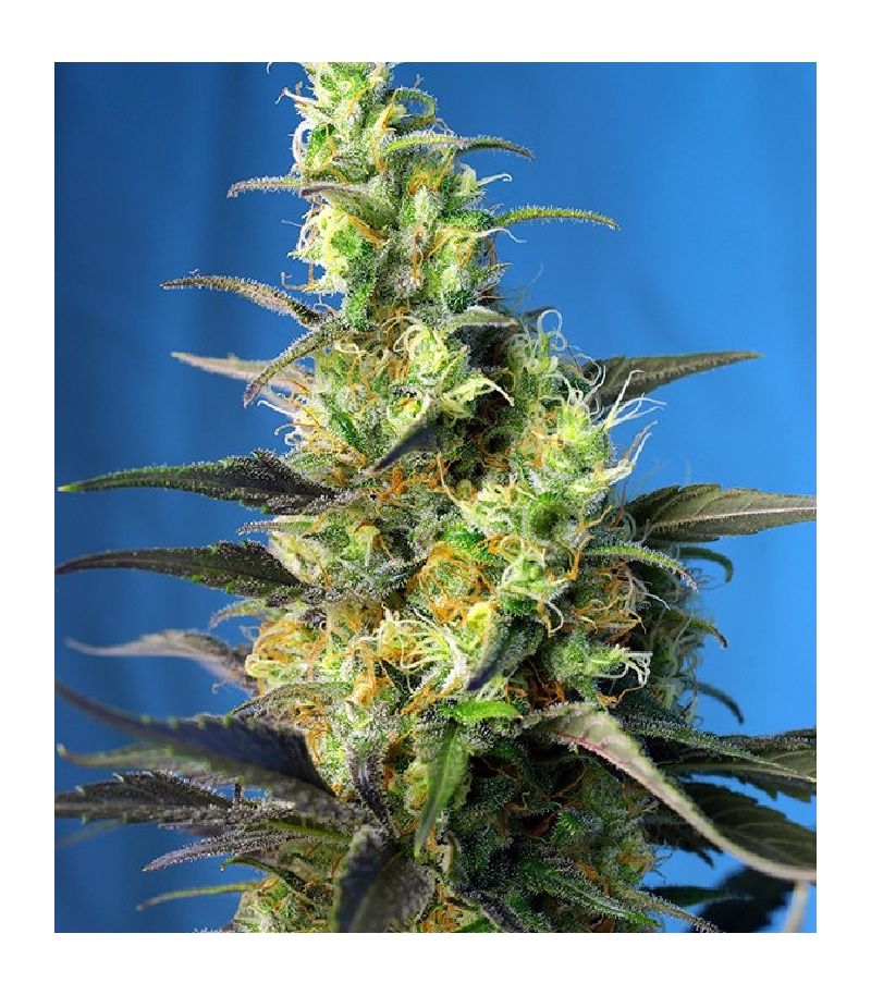 Ice Cool CBD, Фасовка: 5+2, изображение 2