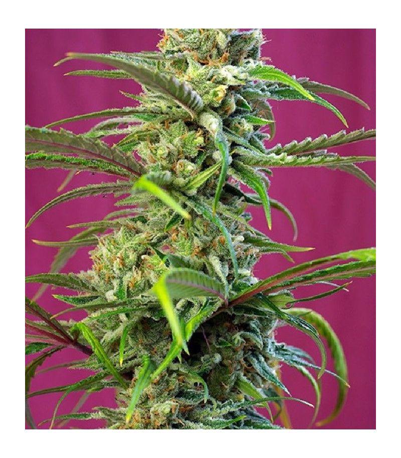 Sweet Tai, Фасовка: 3+1