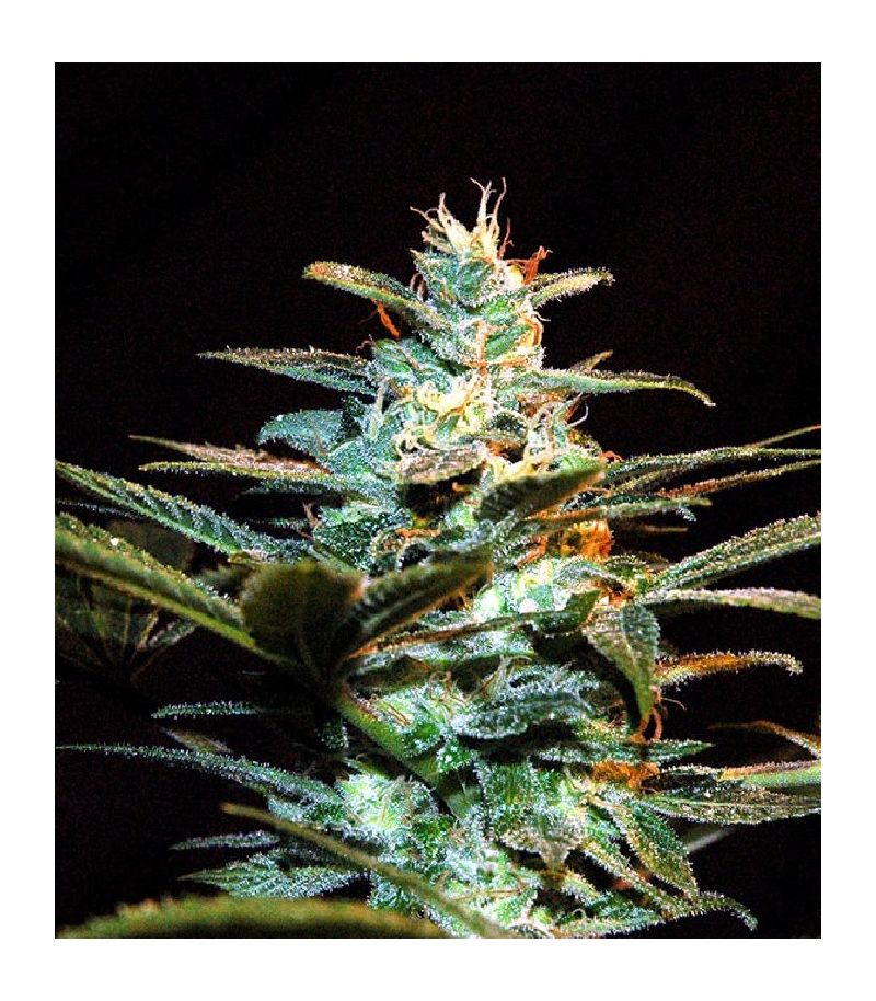 Ice Cool, Фасовка: 5+2