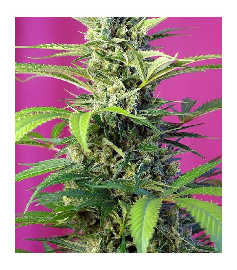 Chem Beyond Diesel C.B.D., Фасовка: 3+1, изображение 2