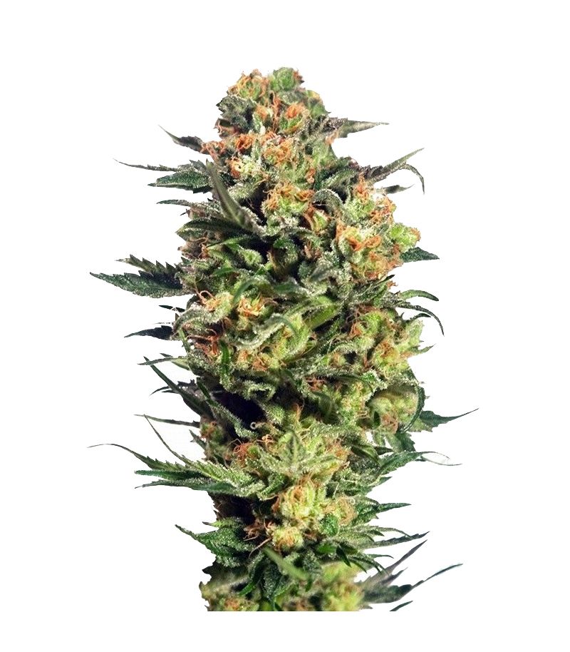 Armata Skunk Auto, Фасовка: 7