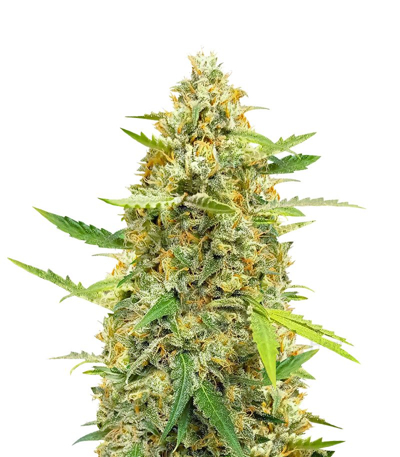 Cinderella Jack Auto, Фасовка: 7
