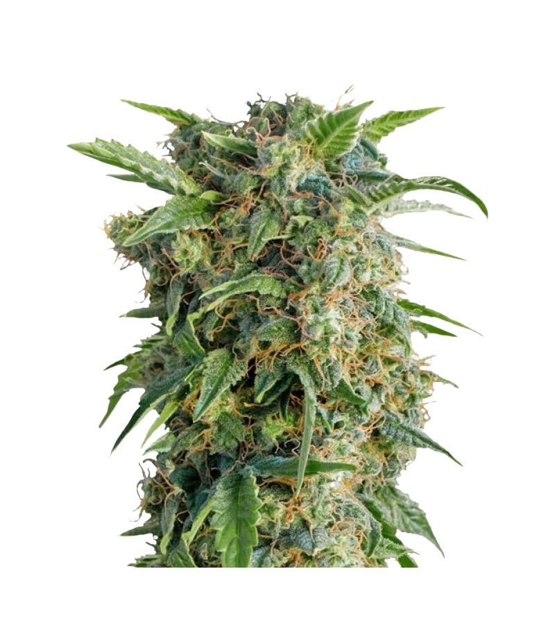 Daiquiri Lime Auto, Фасовка: 1