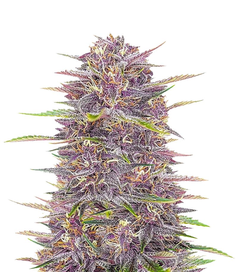 Banana Purple Punch Auto, Фасовка: 5