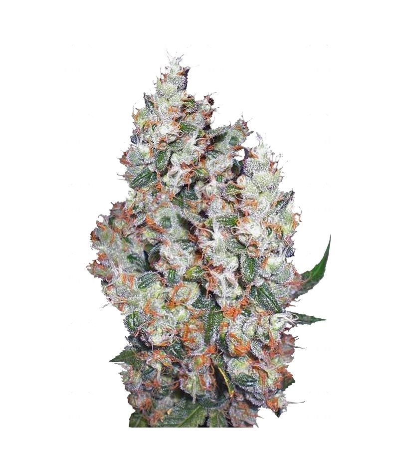 Belaya Gvardiya Auto, Фасовка: 3