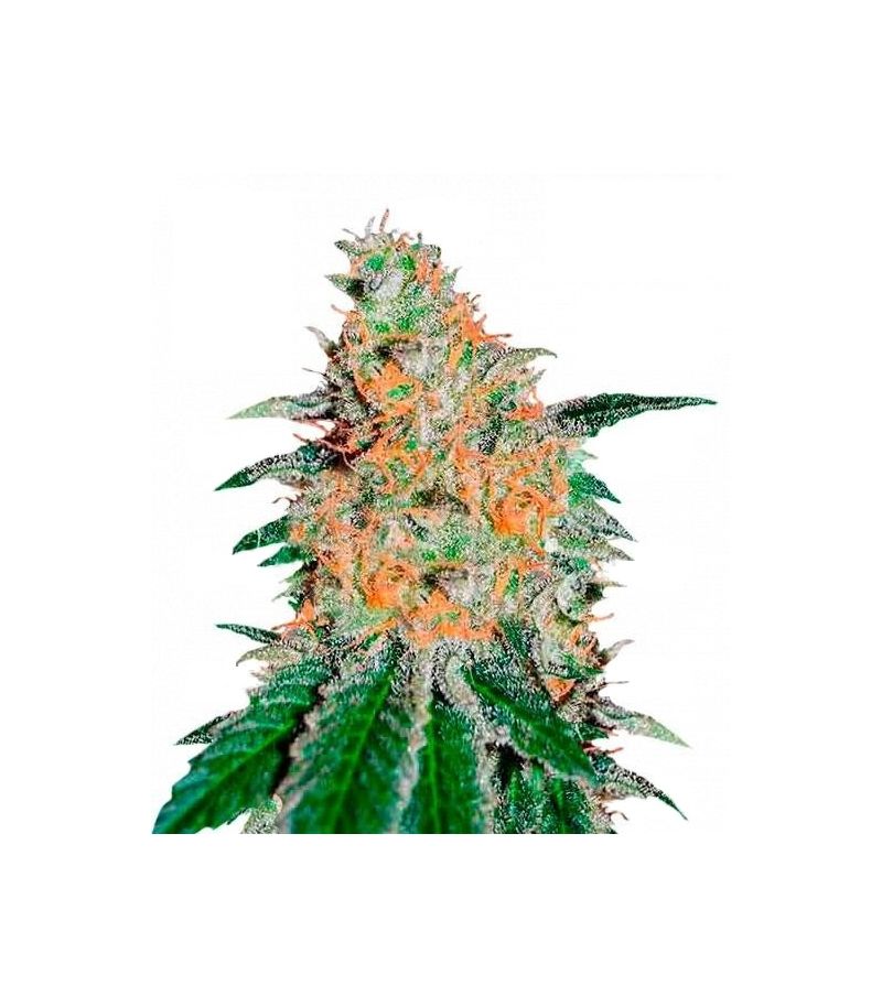 CBD Jam, Фасовка: 3