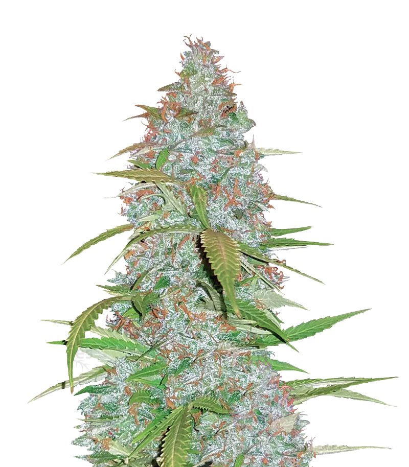 Californian Snow Auto, Фасовка: 3