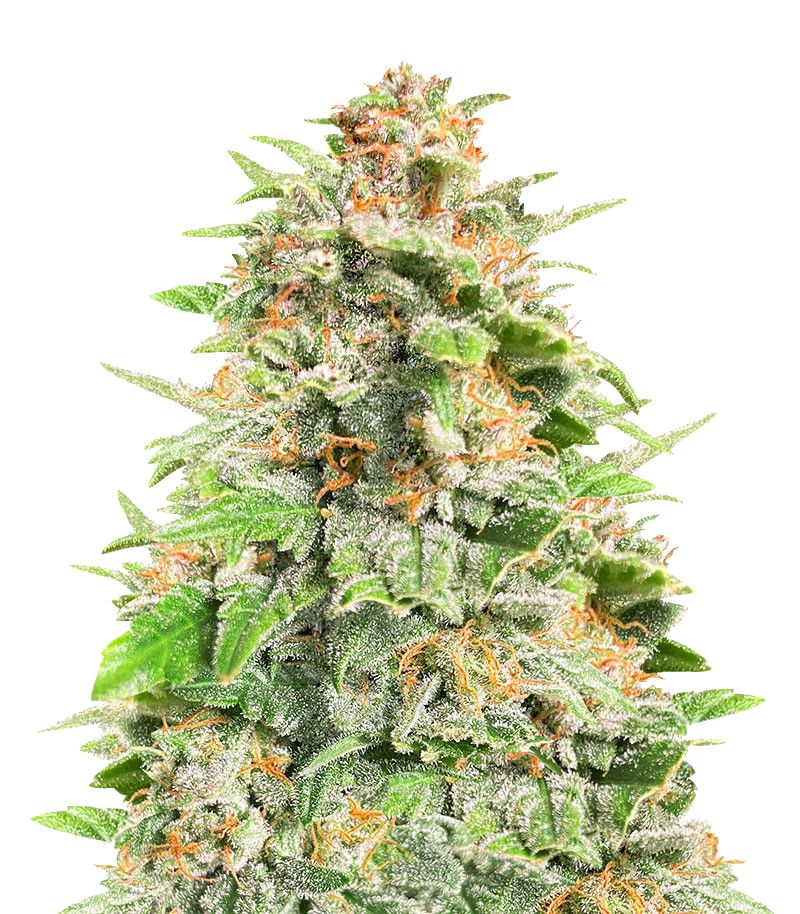 Cherry Cola Auto, Фасовка: 3