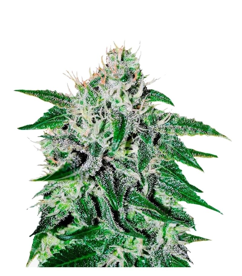 Critical Jack Herer, Фасовка: 3+2