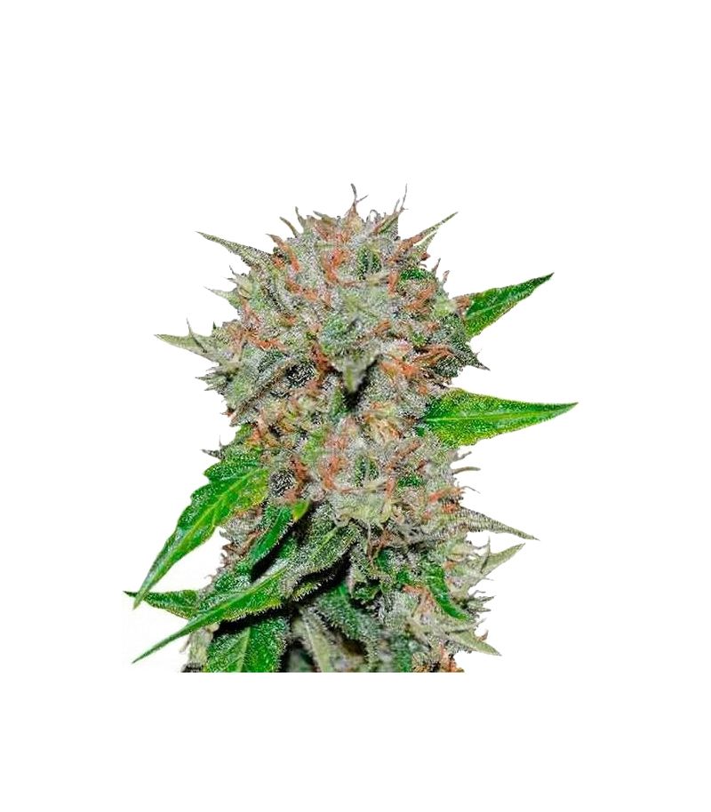 Deep Mandarine CBD, Фасовка: 3