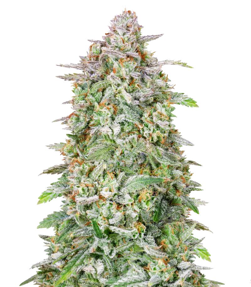 Forbidden Runtz Auto, Фасовка: 1