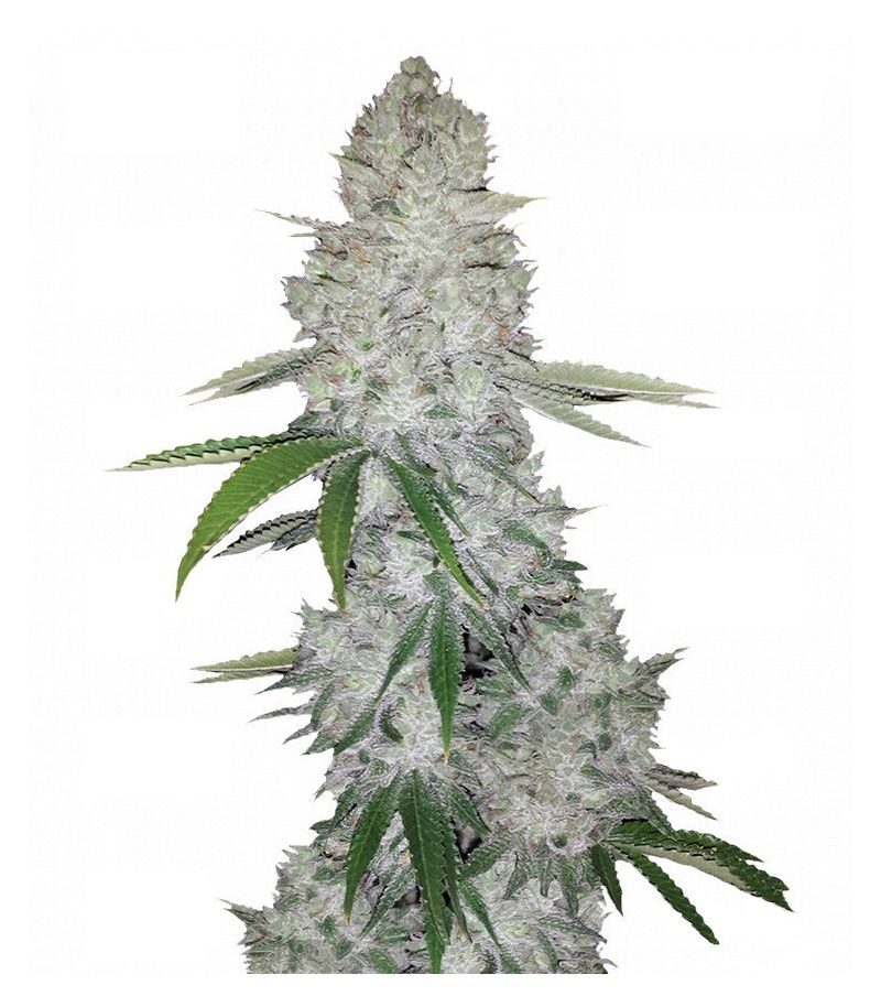 Gorilla Glue Auto, Фасовка: 3