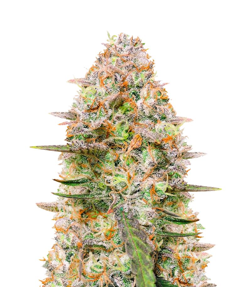 Gorilla Zkittlez Auto, Фасовка: 1