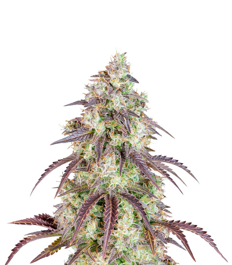 Lemon Pie Auto, Фасовка: 1