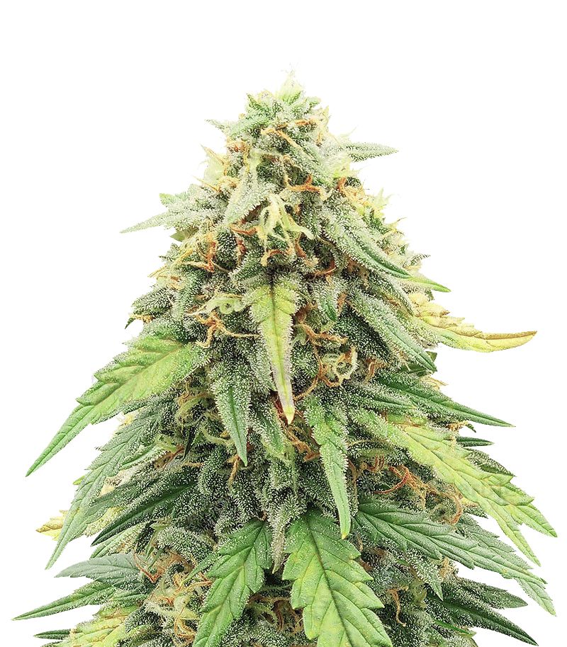 Mexican Airlines, Фасовка: 3