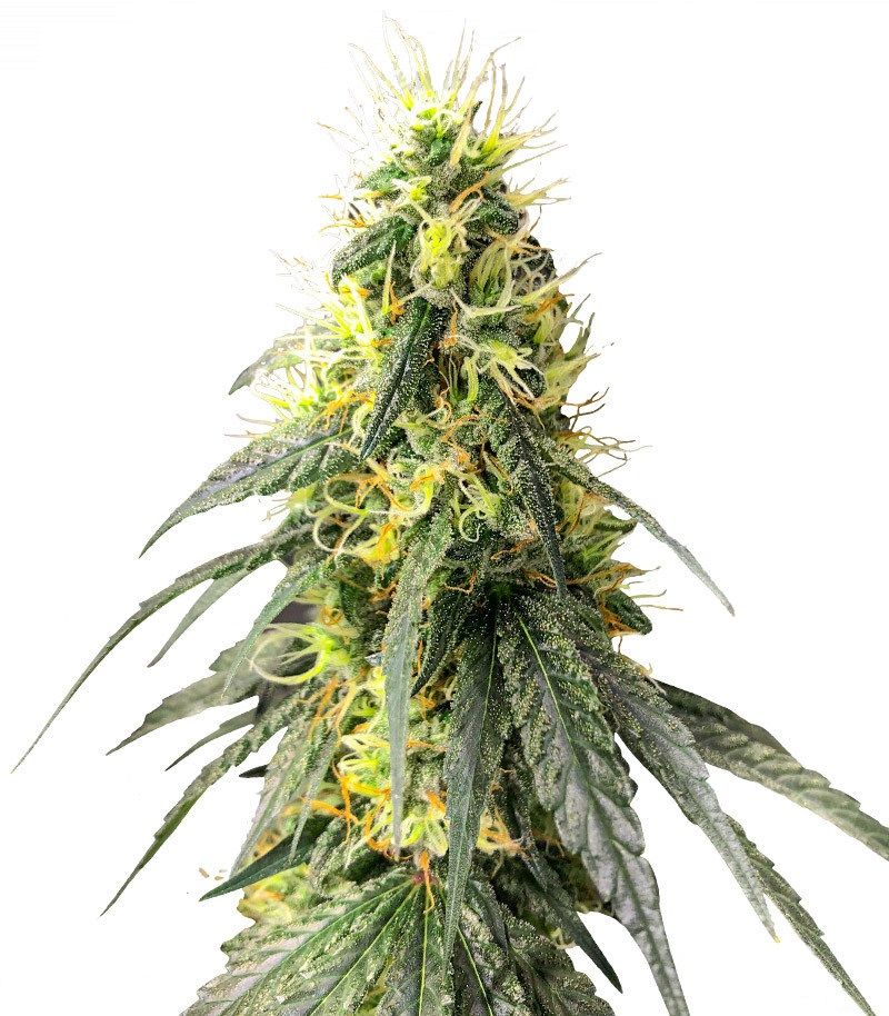 Moby Dick Auto, Фасовка: 3